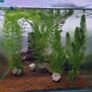 Ceratophyllum demersum - Hornwort (Oxegenator) 4szt - 15-20cm Image 4