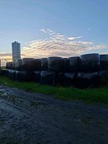 200 bales of silage