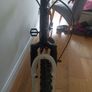 Apollo Phaze Adults Mountain bike Image 5