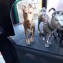 Isle of Dogs ExclusiveREX DUKE BOSS KING CHIEF   Figurine Limited Edition Toy Animated Series Figurine Kids Collectable Image 5