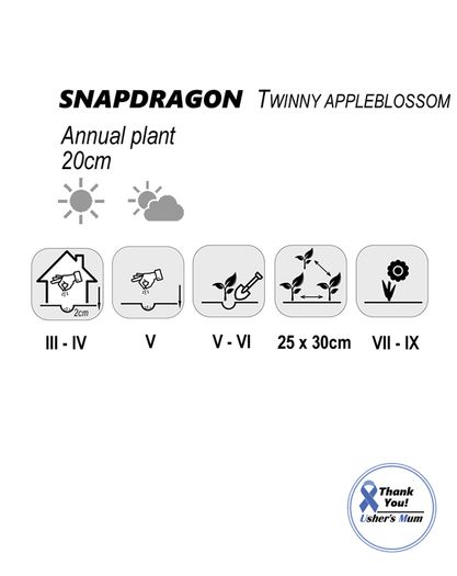 (S) Dwarf Snapdragon Twinny H Appleblossom (10s) (415502)