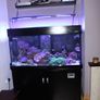 Marine Fish Tank Image 2
