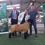 Genuine Suffolk Rams Athenry Sale Image 5