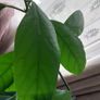 Large Healthy Avocado Plant 140cm Tall - Indoor Plant with Pot - Waterford Image 3
