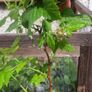 raspberry Image 3
