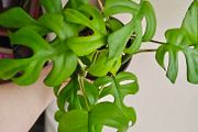 Rhaphidophora Tetrasperma (Mini Monstera) Plant