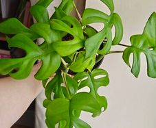Rhaphidophora Tetrasperma (Mini Monstera) Plant