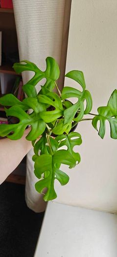 Rhaphidophora Tetrasperma (Mini Monstera) Plant