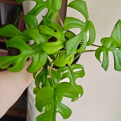 Rhaphidophora Tetrasperma (Mini Monstera) Plant