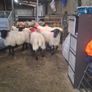 Hogget ewes and Rams Image 8