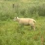 Charolais Ram Image 5