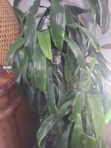 dracaena Elegans