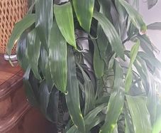 dracaena Elegans