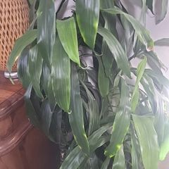 dracaena Elegans