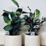 Calathea Compact Star in 14cm pot and 50cm in height Image 6