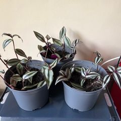 plants