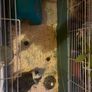 Adopt a guinea pig Image 3