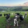 Maiden heifers Image 3