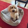 dog bed Image 3