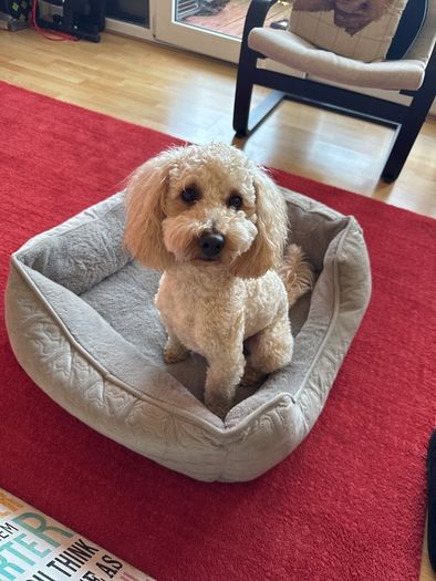 dog bed