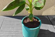 Red Abyssinian banana plant