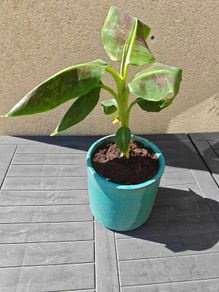 Red Abyssinian banana plant