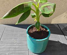 Red Abyssinian banana plant