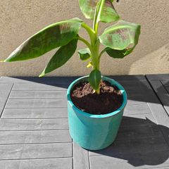 Red Abyssinian banana plant