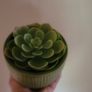 Artificial Succulent Plant in Ceramic Pot Image 2