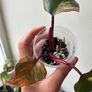 Philodendron Strawberry Shake Image 3