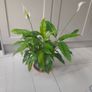 Peace Lily Image 2