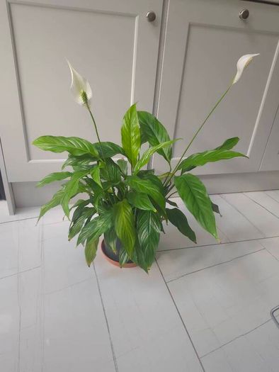 Peace Lily