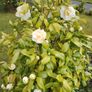 Camellia Japonica White Image 2