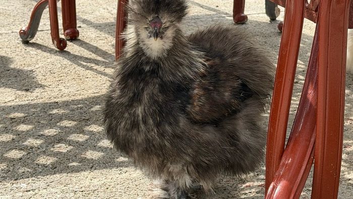 Silkie roaster