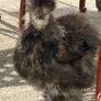 Silkie roaster Image 4