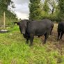 Pedigree Angus Bulls Image 7