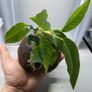 Coconut with Two Anubias Plants Image 7
