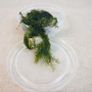 Aquaristc mosses Image 7