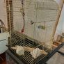 Bird Cage Image 2