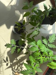 Tomato plant Black Beauty
