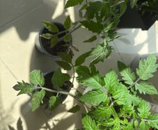Tomato plant Black Beauty