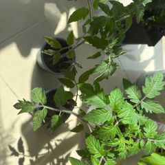 Tomato plant Black Beauty