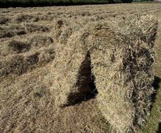 Square bales hay - North Galway