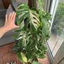 Monstera Albo Image 5