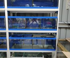 Fish shop cabinet with sump