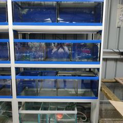 Fish shop cabinet with sump