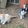 kittens for adoption Image 8