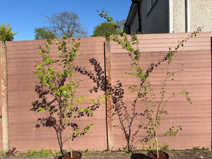 Katsura Tree / Japanese Katsura - Cercidiphyllum japonicum