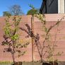 Katsura Tree / Japanese Katsura - Cercidiphyllum japonicum Image 6