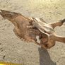 Red pricket antlers Image 3